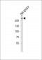 SPTAN1 Antibody (Center)